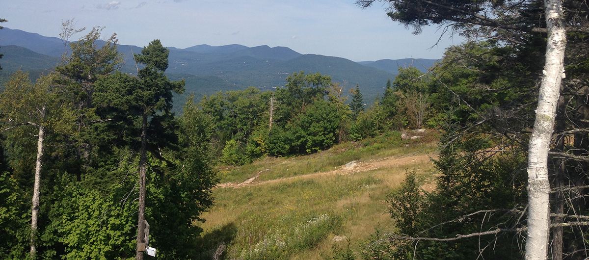 A mountain meadow with birch and pine